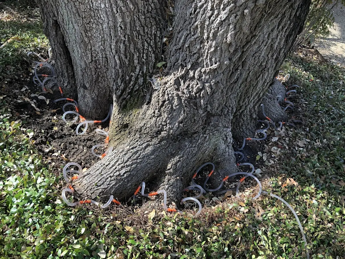 Detailed Tree Cabling and Bracing job site in Toutle